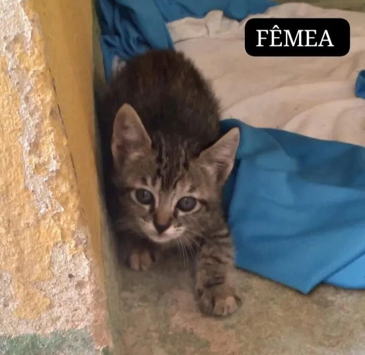 DOAÇÃO 3 FÊMEAS E 3 MACHOS - Foto 3