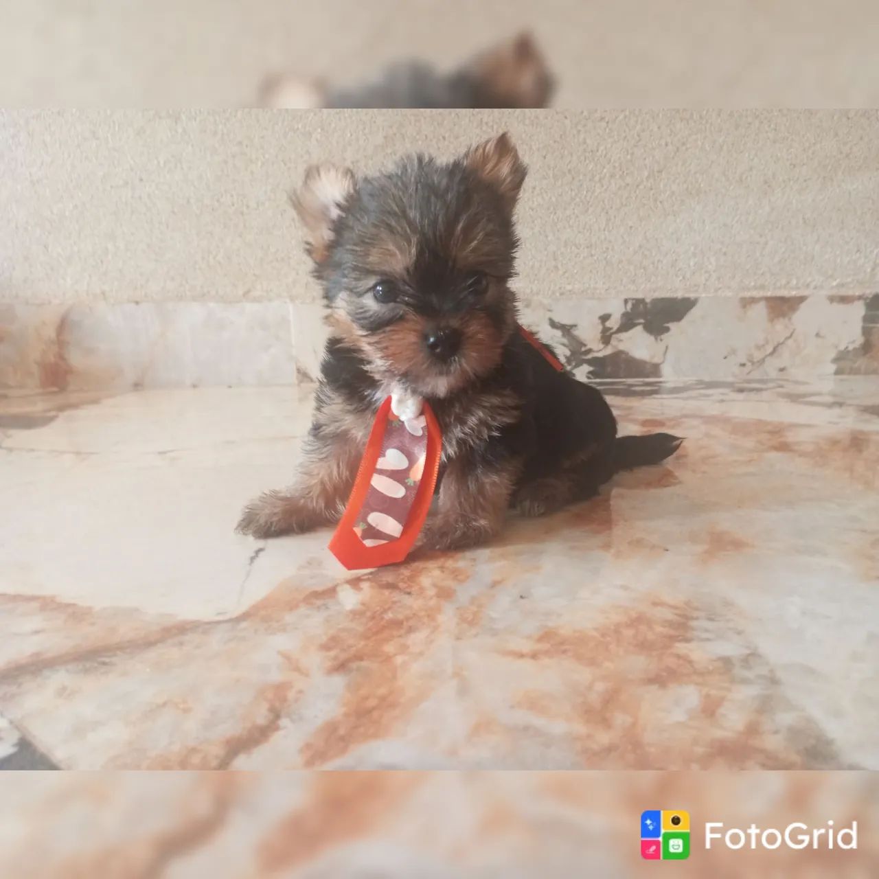 YORKSHIRE MICRO PROMOÇÃO PEDIGREE CBKC  - Foto 3