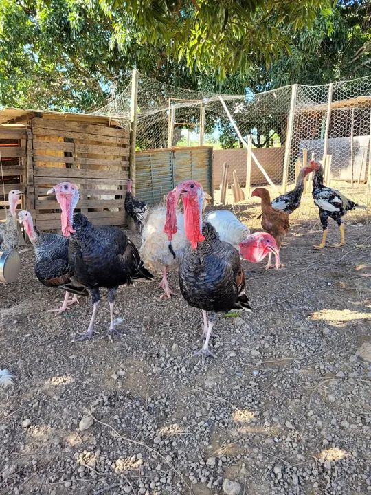 Ovos de Peru Galados 