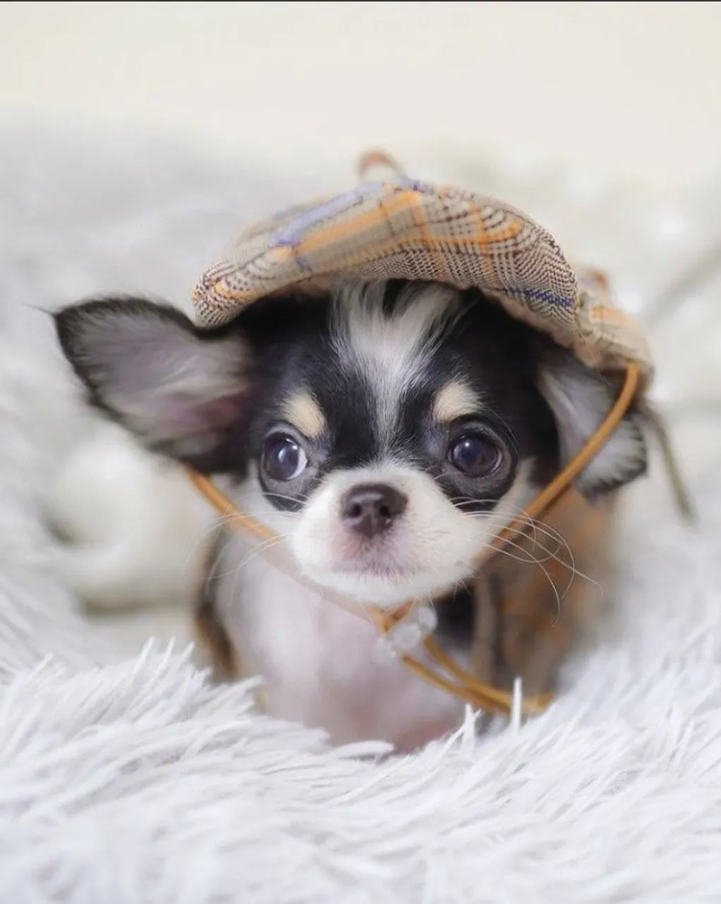 Belos Chihuahua de Pelo Longo