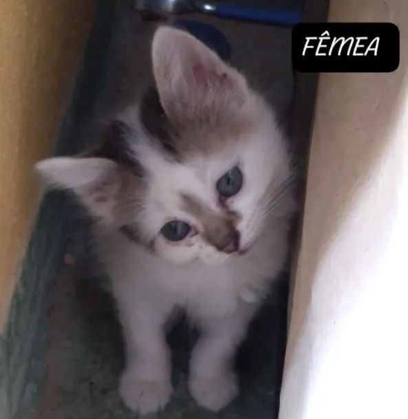 DOAÇÃO 3 FÊMEAS E 3 MACHOS