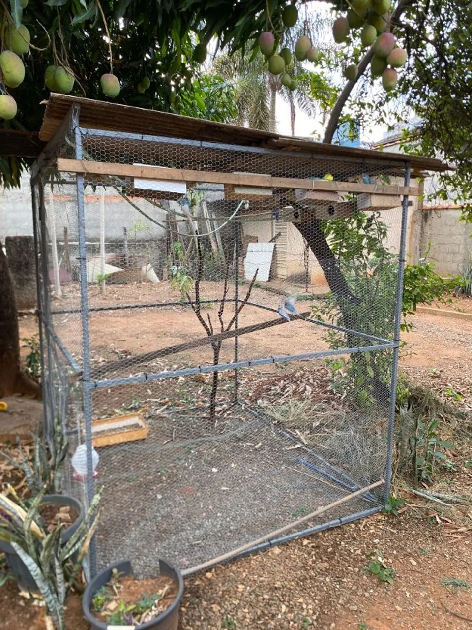 Viveiro grande64293083851266123