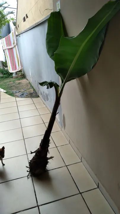 Muda de bananeira....nanica....tirada hoje - Foto 3
