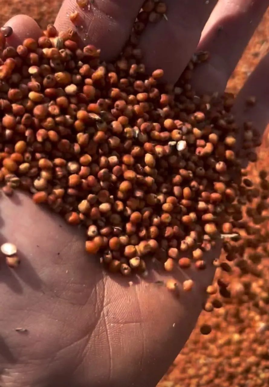 Venda de Milho direto do Produtor sem Atravessadores e Disponivel p Entrega em todo Brasil - Foto 5