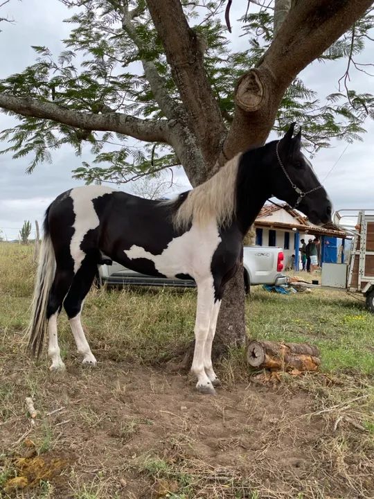 Vendo cavalo registrado no MM - Foto 3