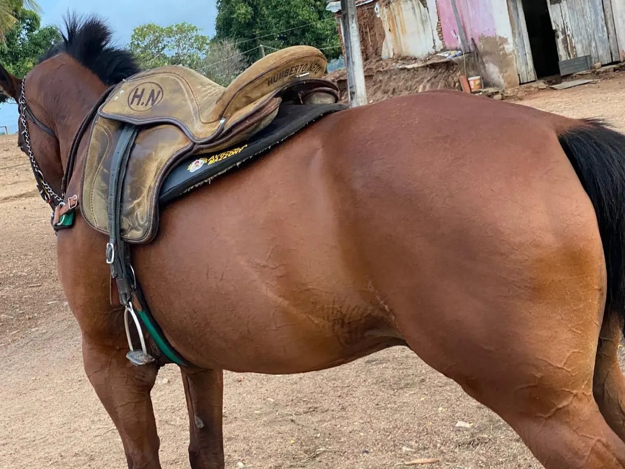 Cavalo quarto de milha - Foto 5