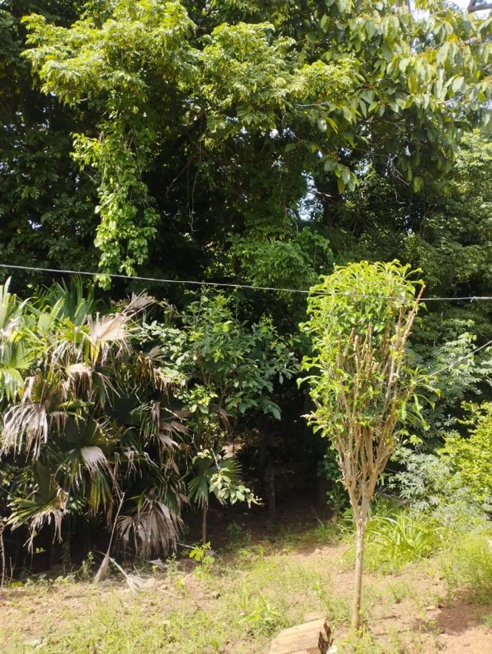 Chacara em Avelinòpolis com corrego - Foto 2