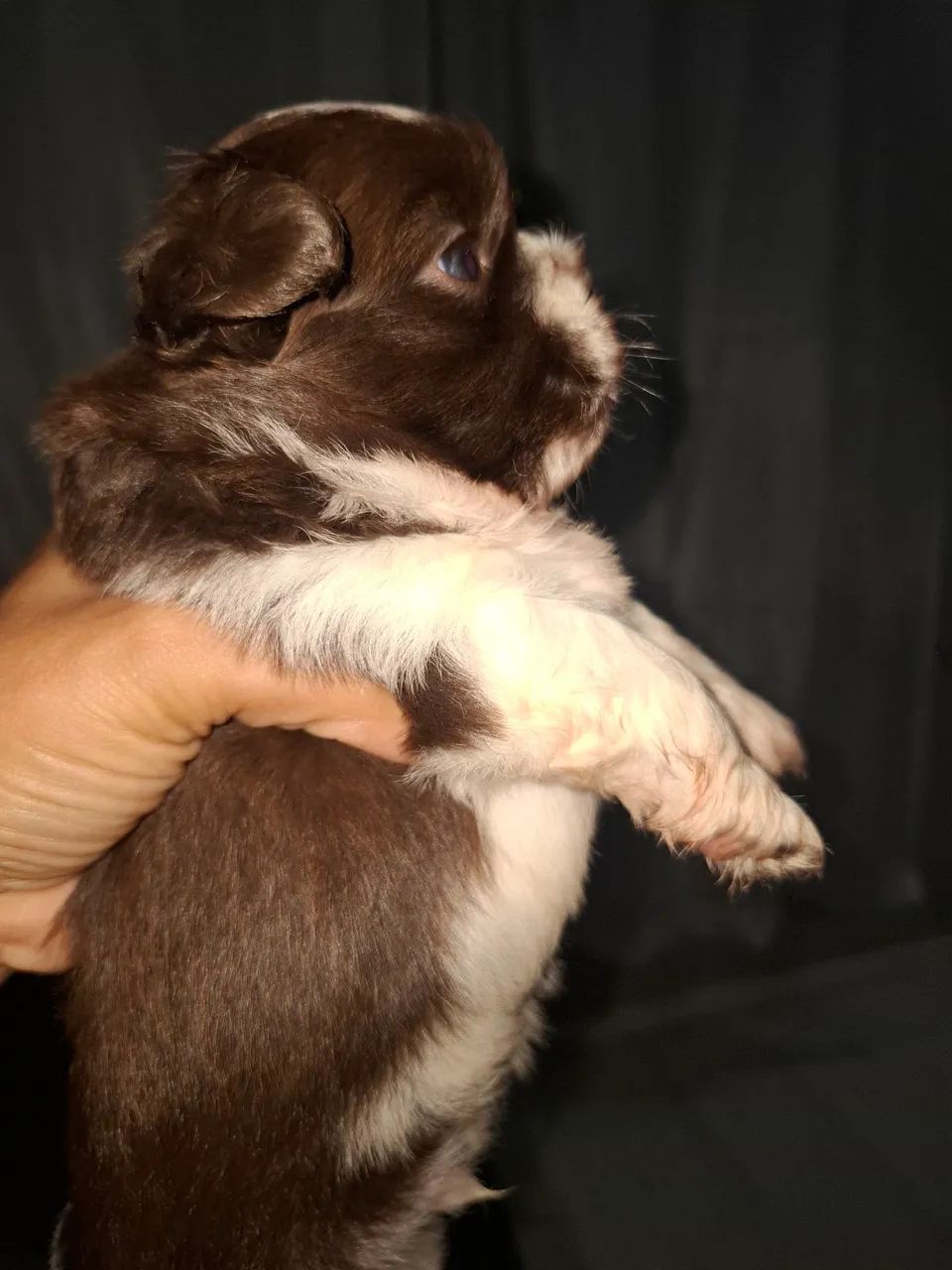 Lindo machinho de shitzu 