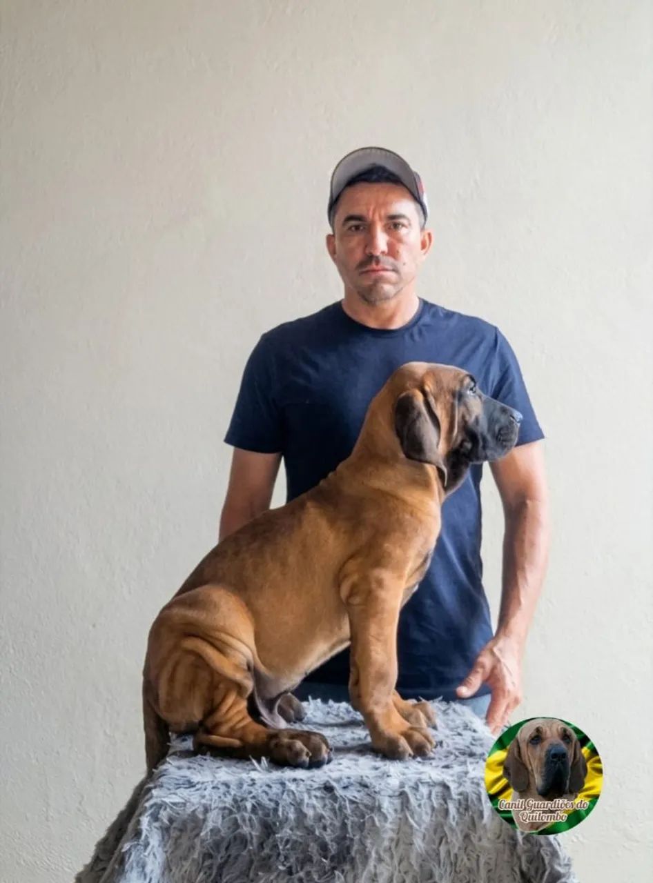 Fila Brasileiro  - Foto 2