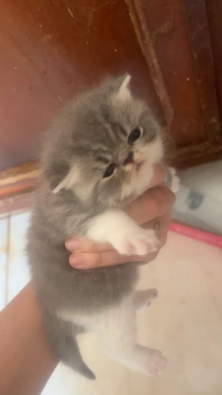GATOS PERSAS - Foto 2