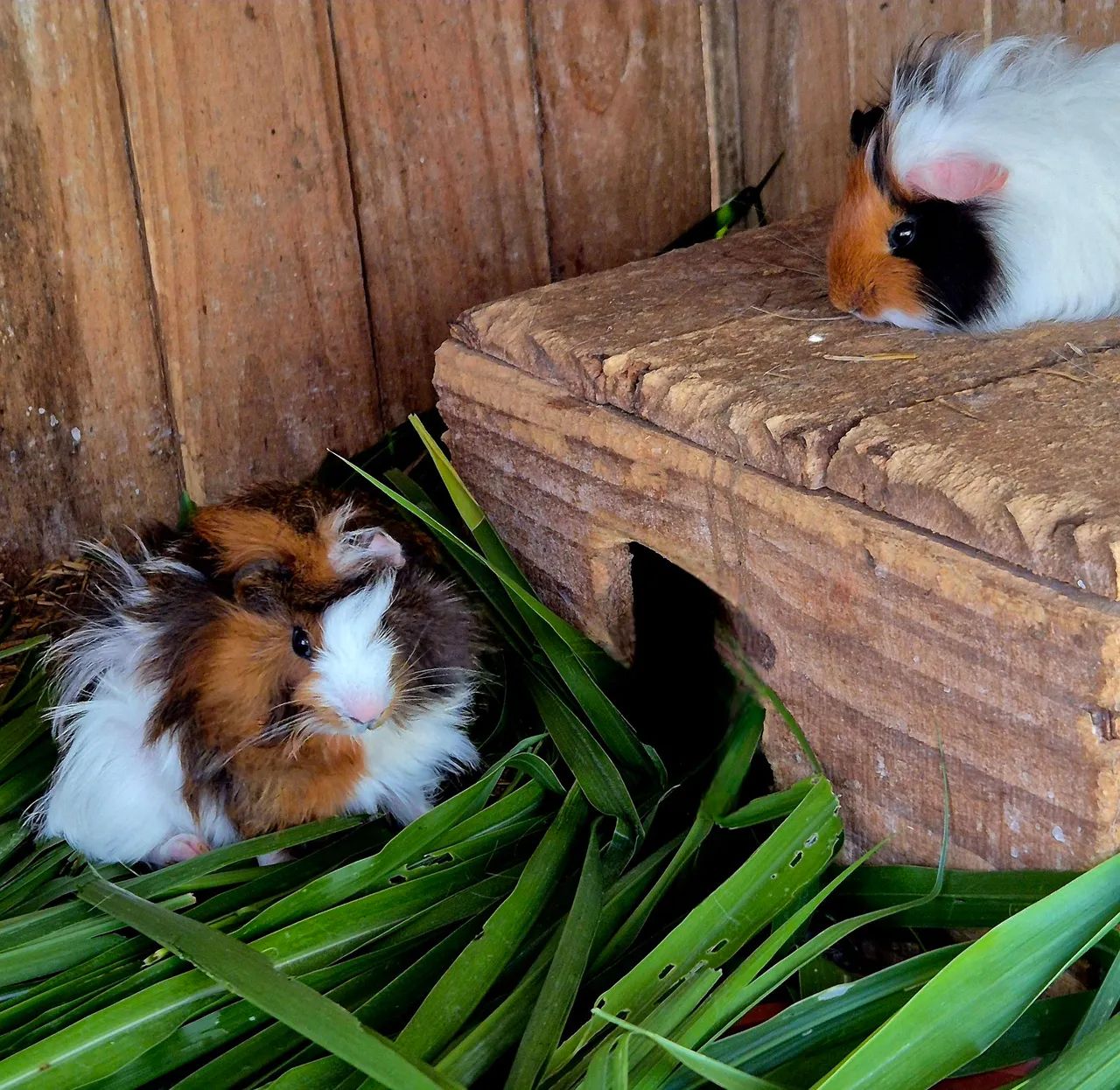 Porquinhos da Índia (raças variadas) - Foto 4