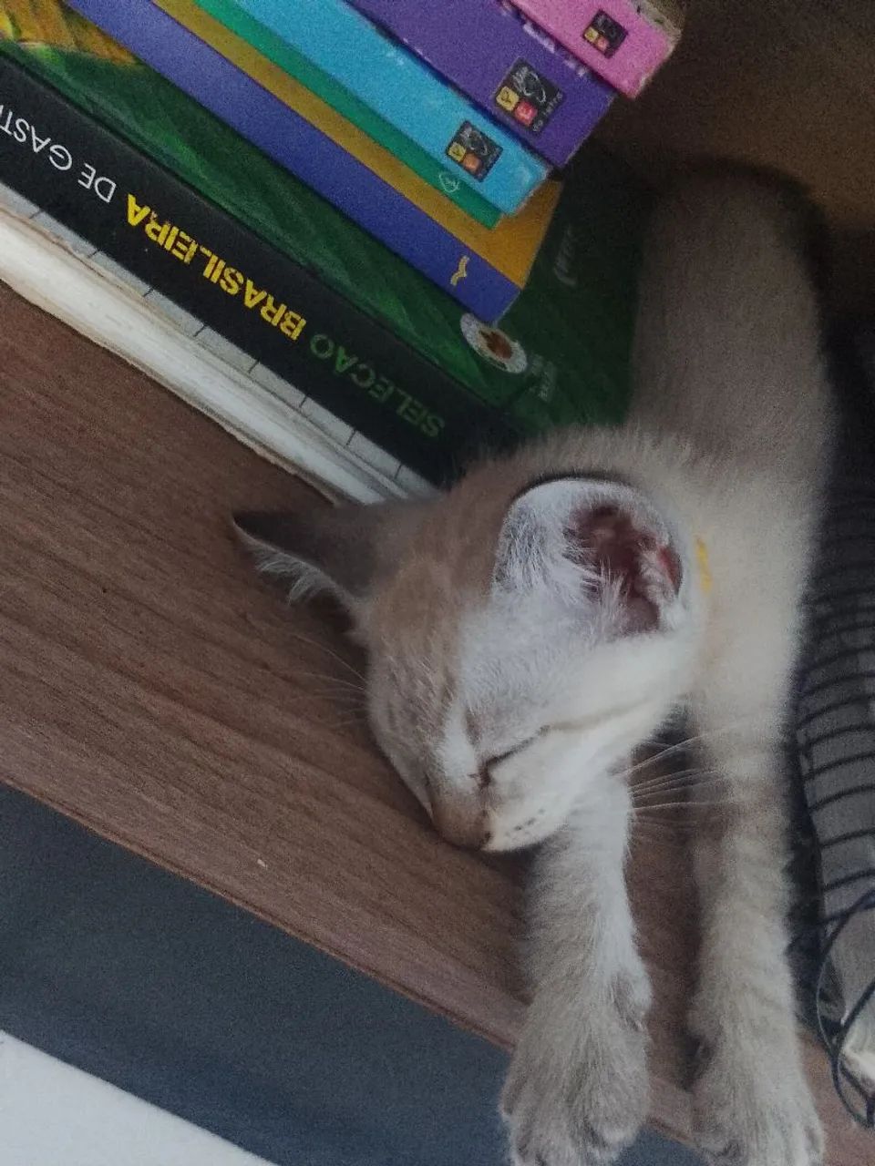 Doação de gato siamês  - Foto 4
