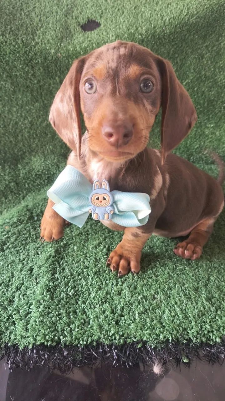 Teckel mini  - Foto 3