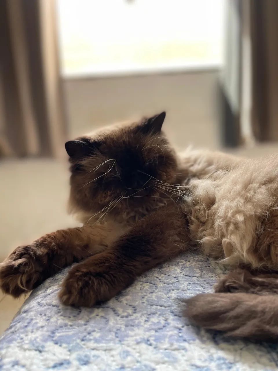 Gato persa procura namorada  - Foto 2
