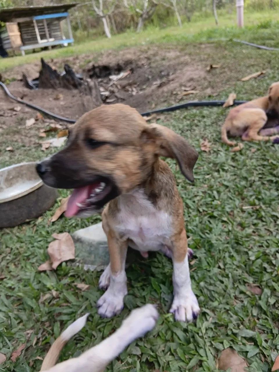 Cachorro filhote para doação  - Foto 3