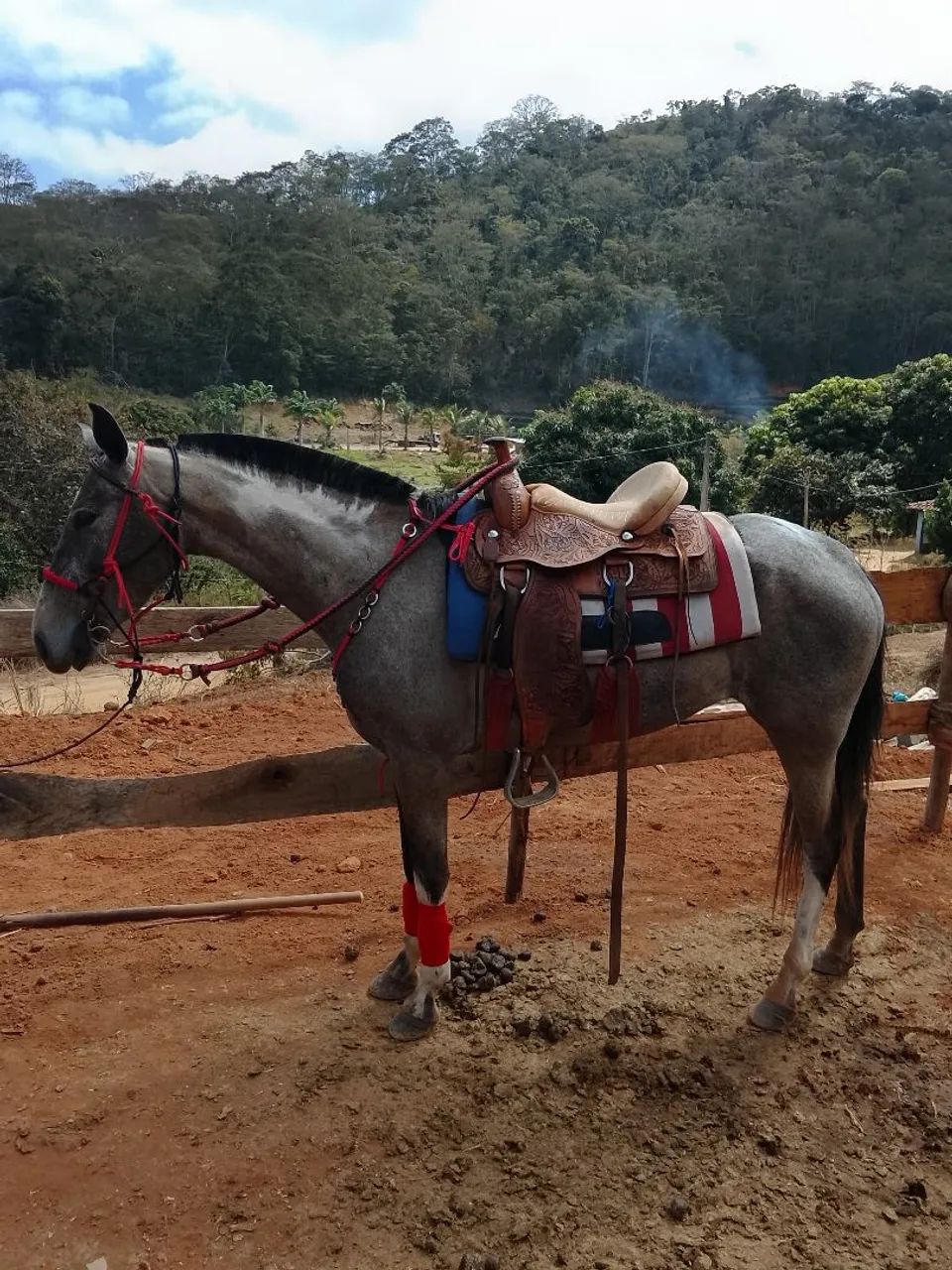 Égua macha picada  - Foto 2