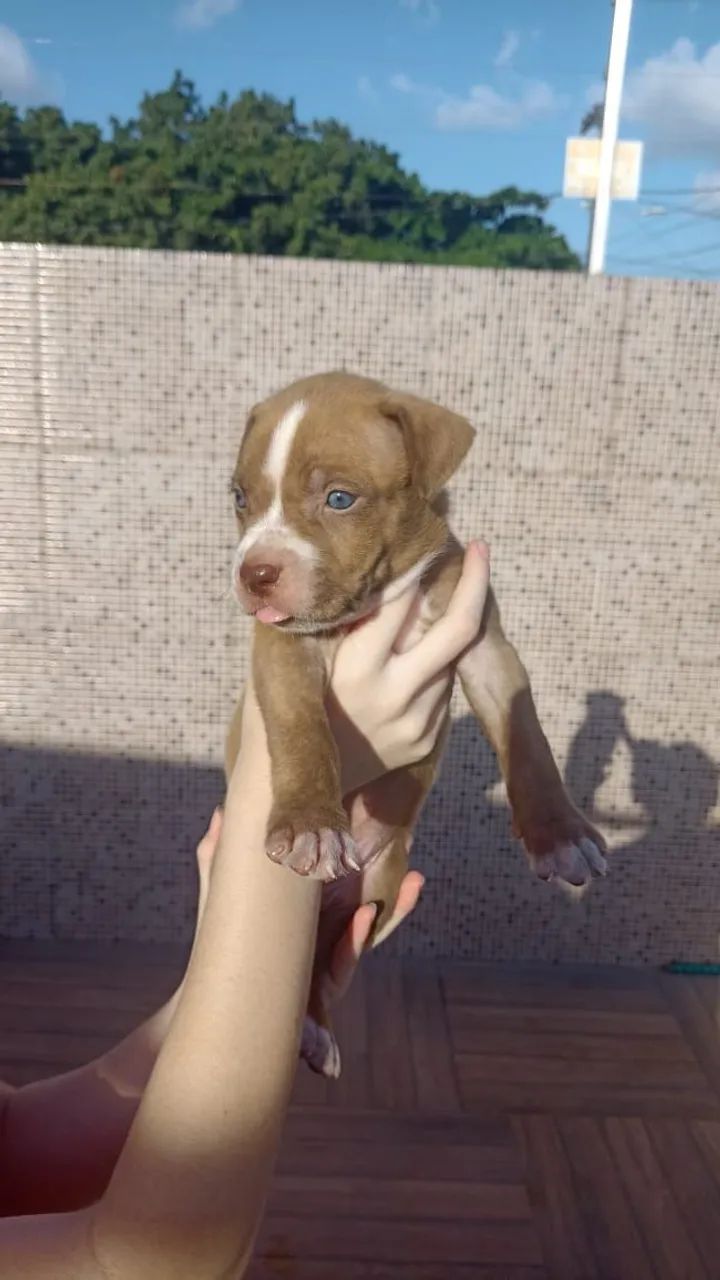 Pit moster - Foto 2
