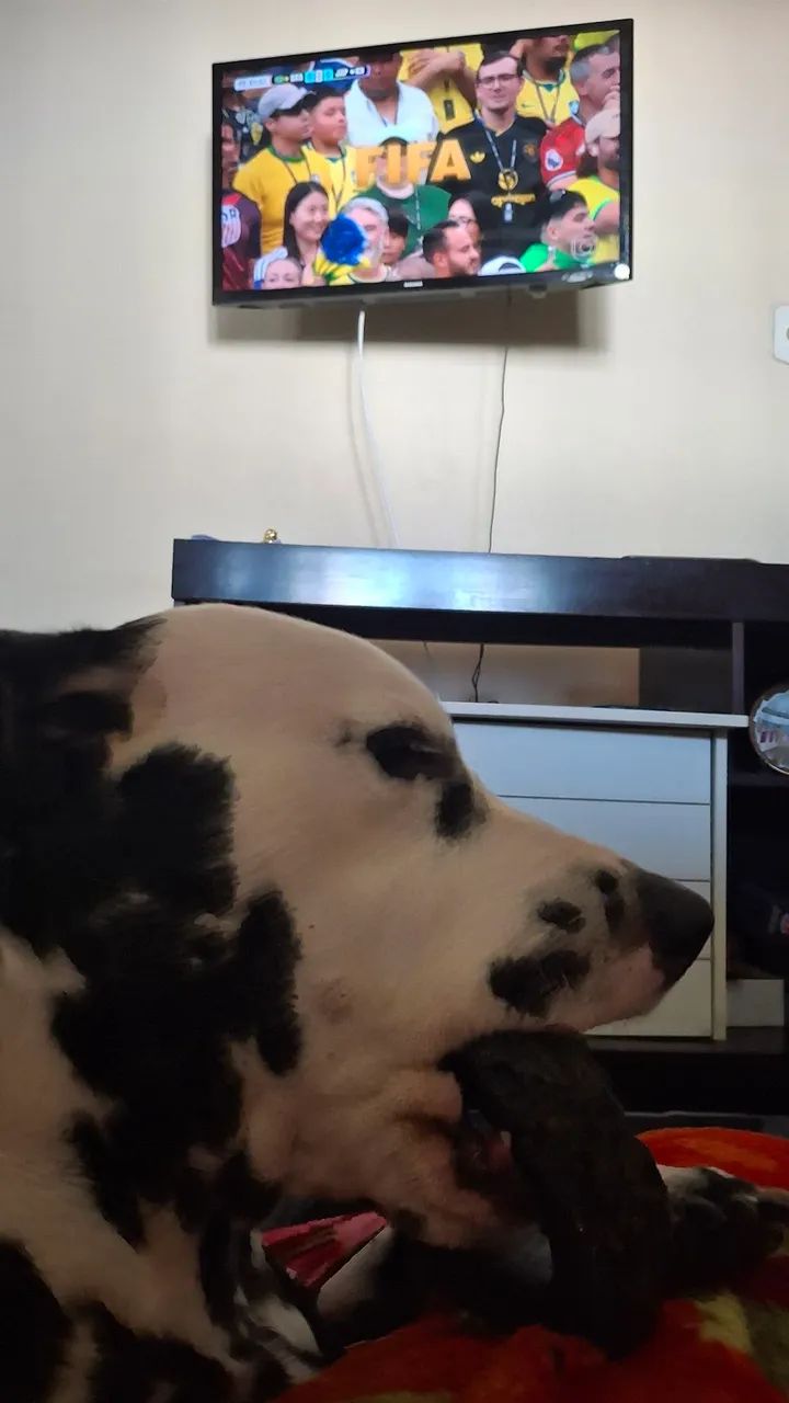 Doação responsável de Dálmata  - Foto 4