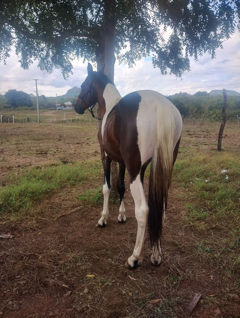 POTRO M.M PAMPA COM RG