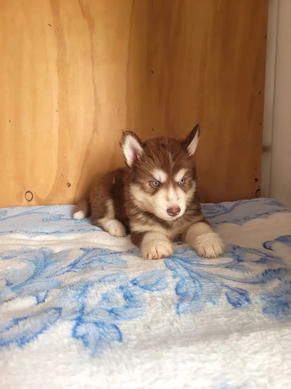 Husky macho 2 meses - Foto 3