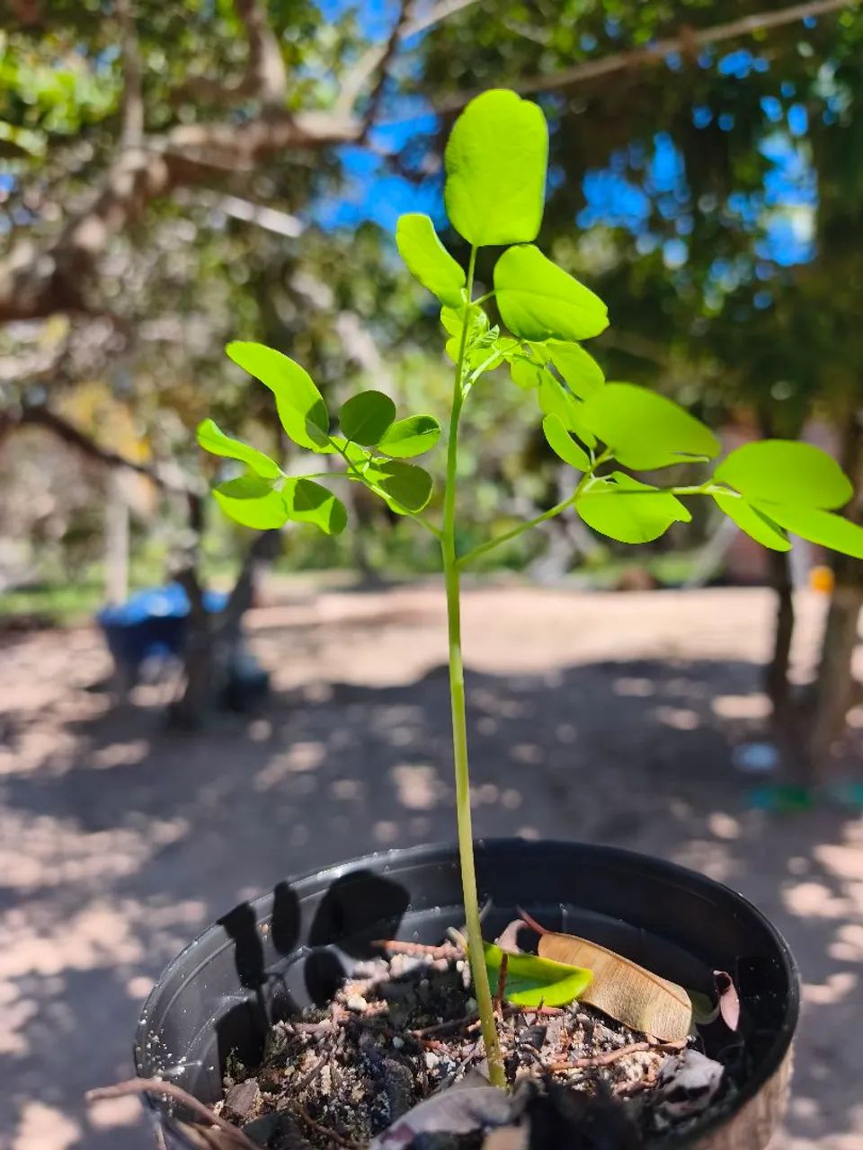 Mudas de Moringa, árvore da vida