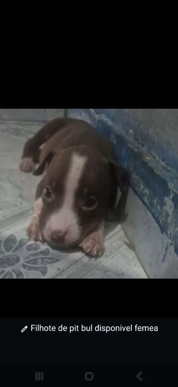 Filhotes de pit bul - Foto 3
