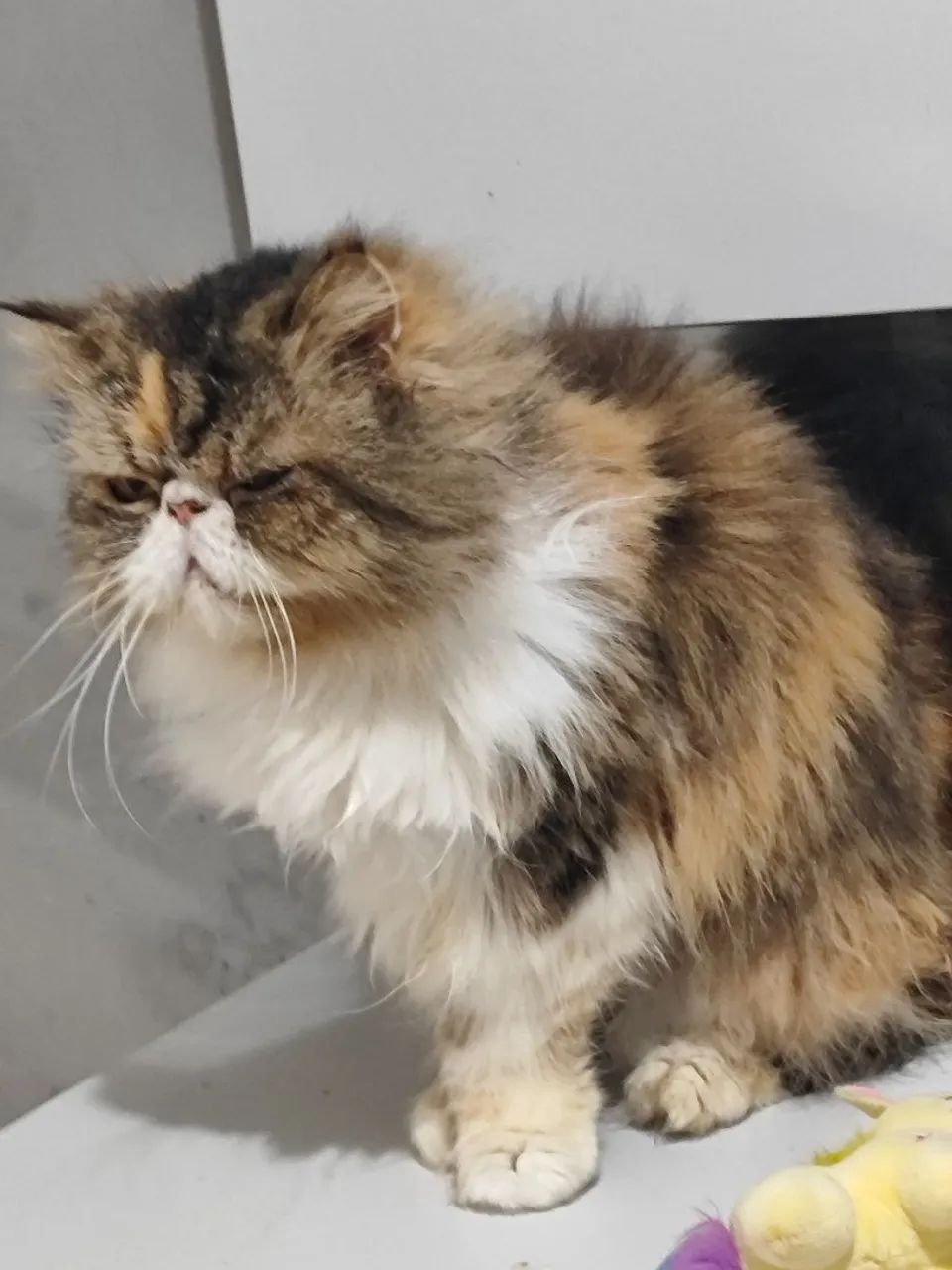 Gata persa  - Foto 2