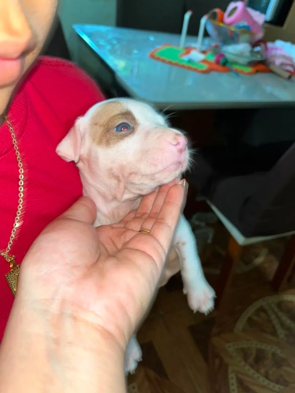 Filhote de pit bull - Foto 3