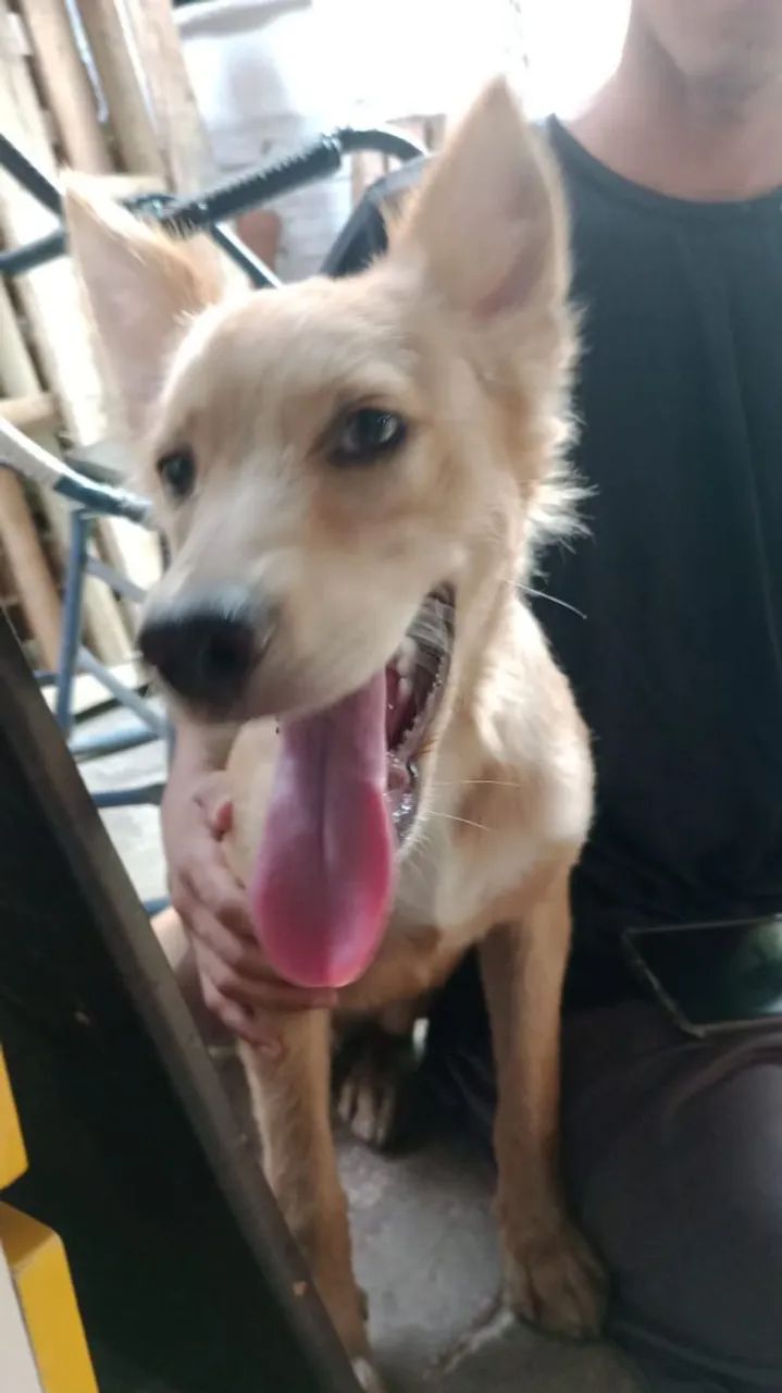 Cachorro - Foto 3