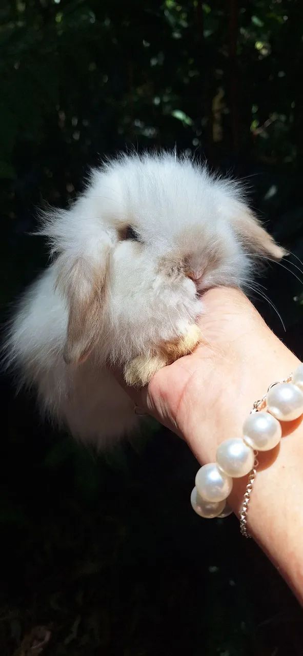 Lindos mini coelhos fuzzy lop - Foto 5