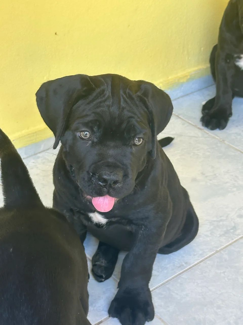 Cane Corso com pedigree  - Foto 2