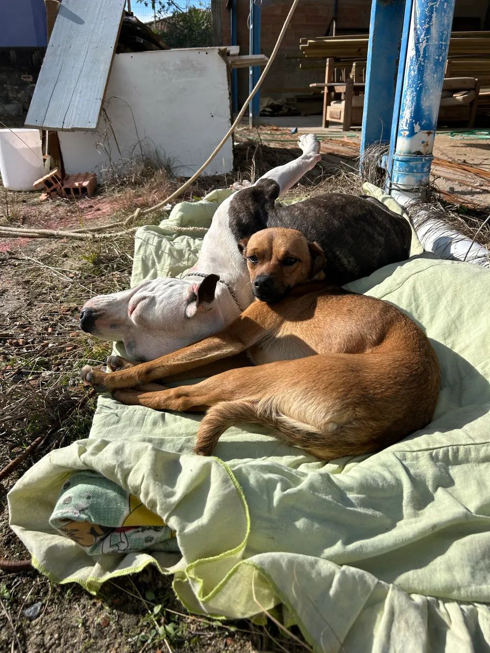Ado ção responsável Gauchinha  - Foto 2
