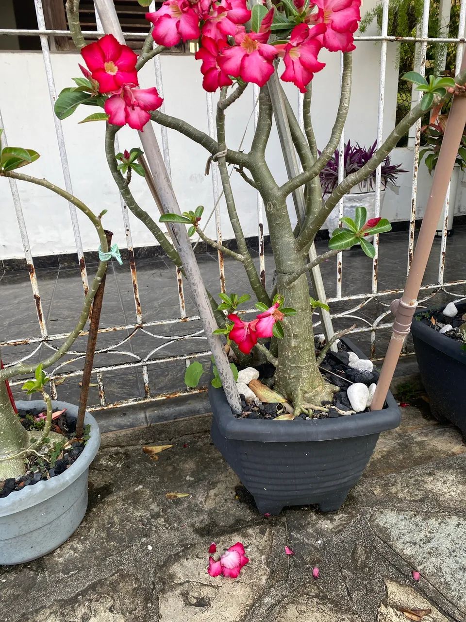 Rosa do Deserto  - Foto 4