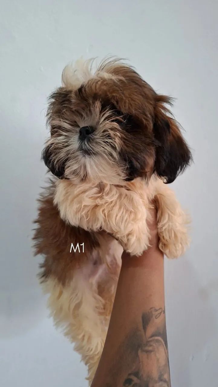 Shihtzu MACHO - Foto 4