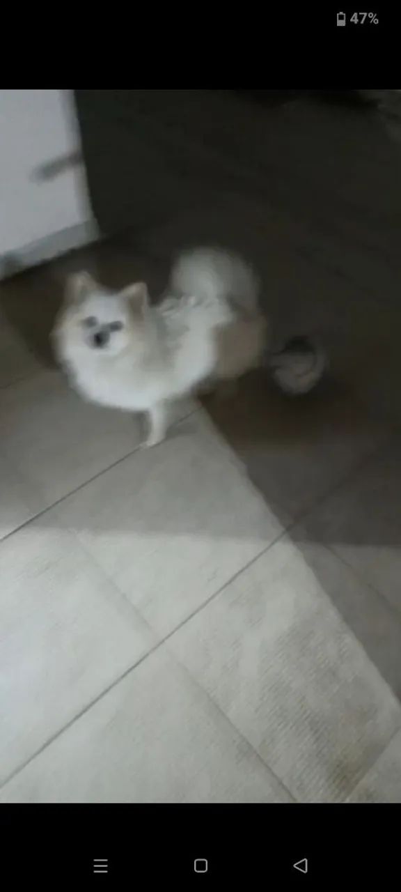 Spitz alemão (lulu) - Foto 2