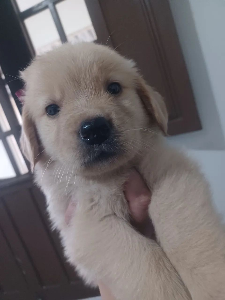 Golden Retriever  - Foto 5