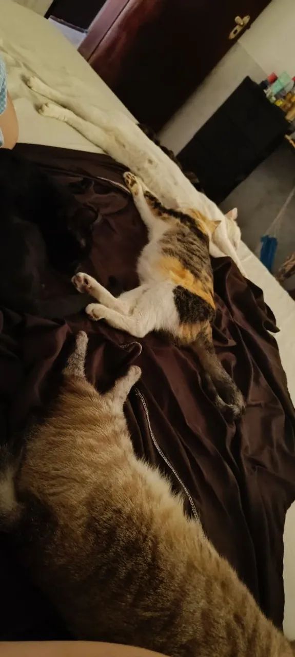 Adoção responsável - Foto 4