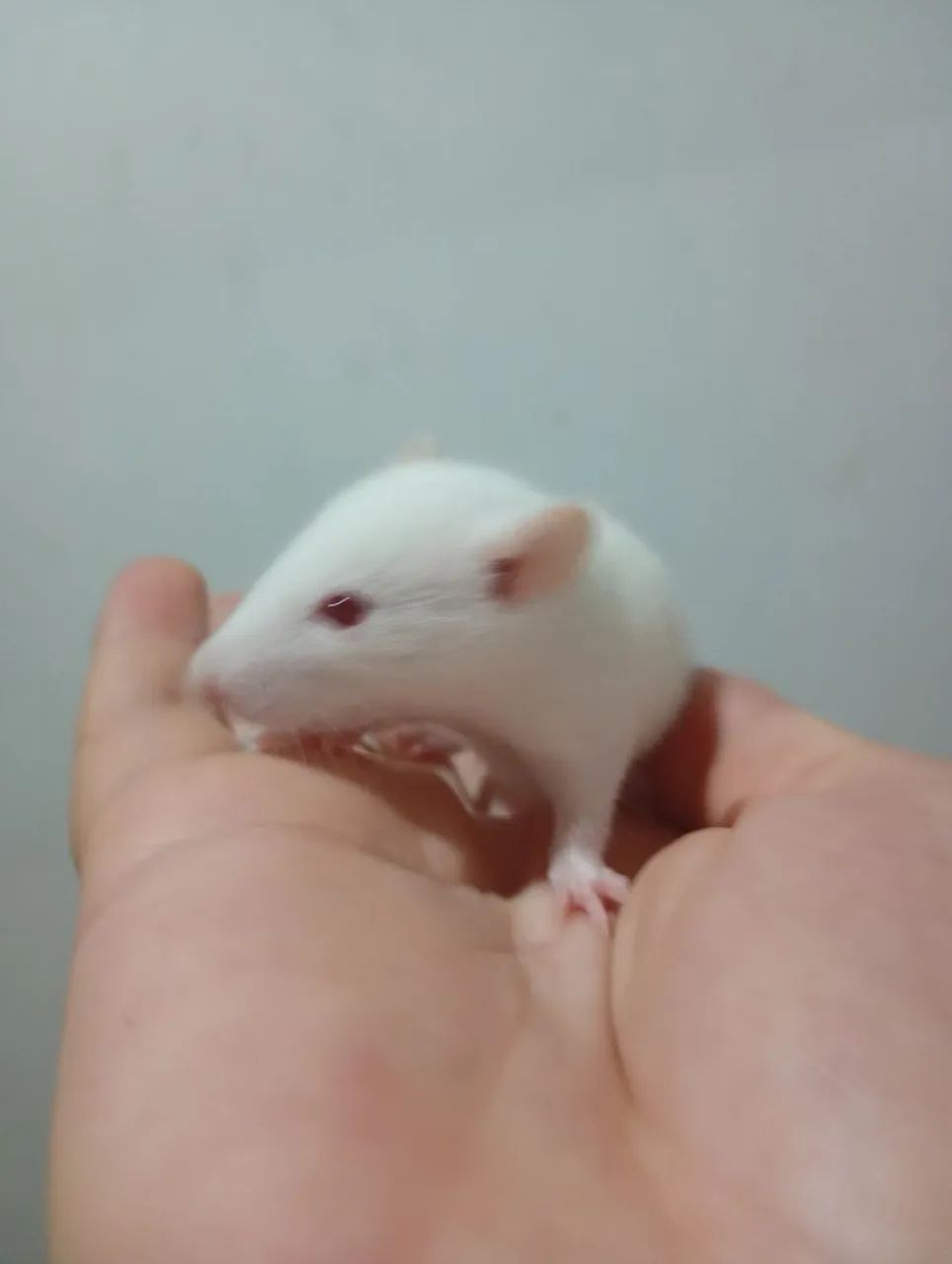 Twister para revenda os 5 a 75 - Foto 2