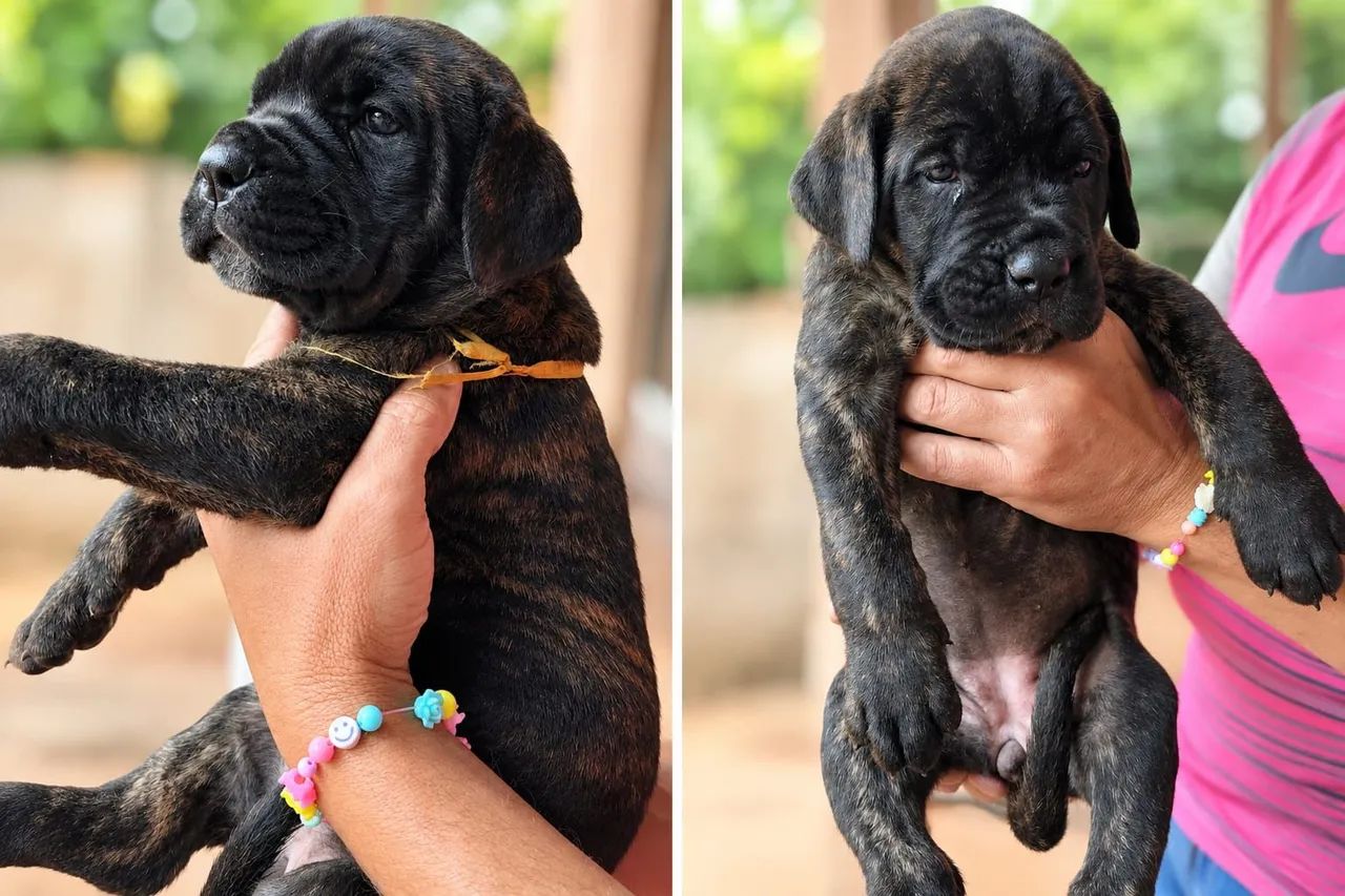 Filhote de cane corso  - Foto 5
