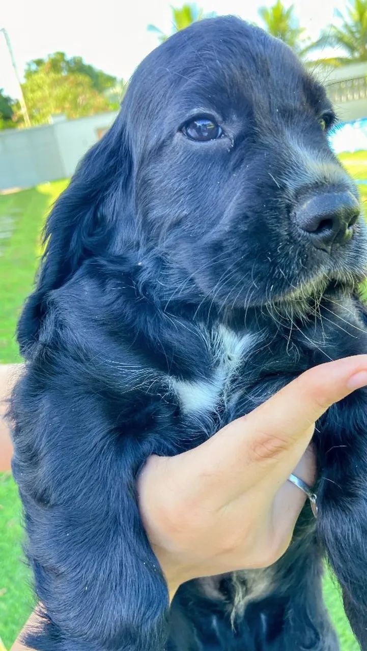 Filhotes de Cocker Spaniel Inglês à venda - Foto 2