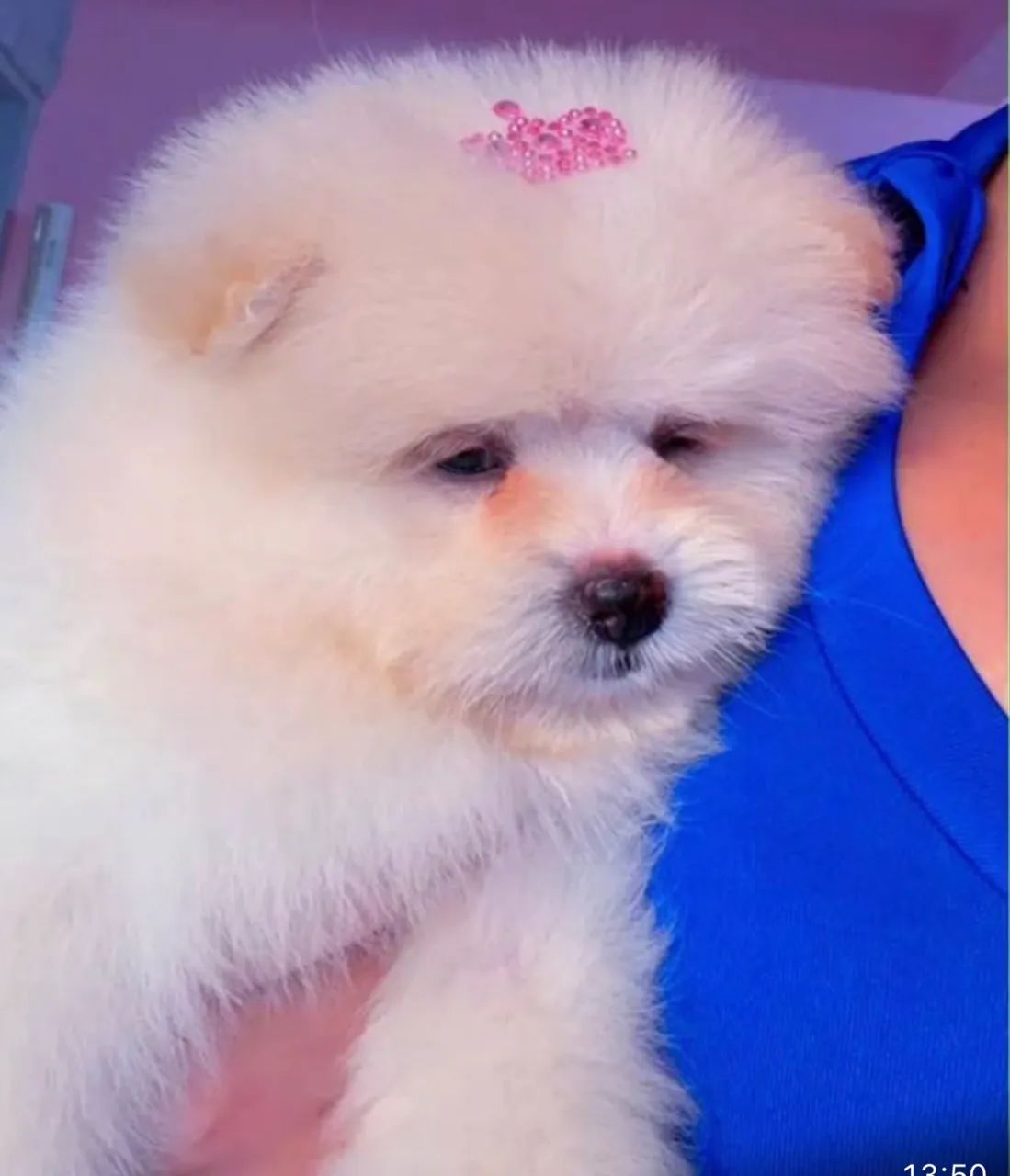 Vendo cachorro da raça Lulu  - Foto 2