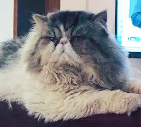 Filhotes Macho gato Persa  - Foto 3