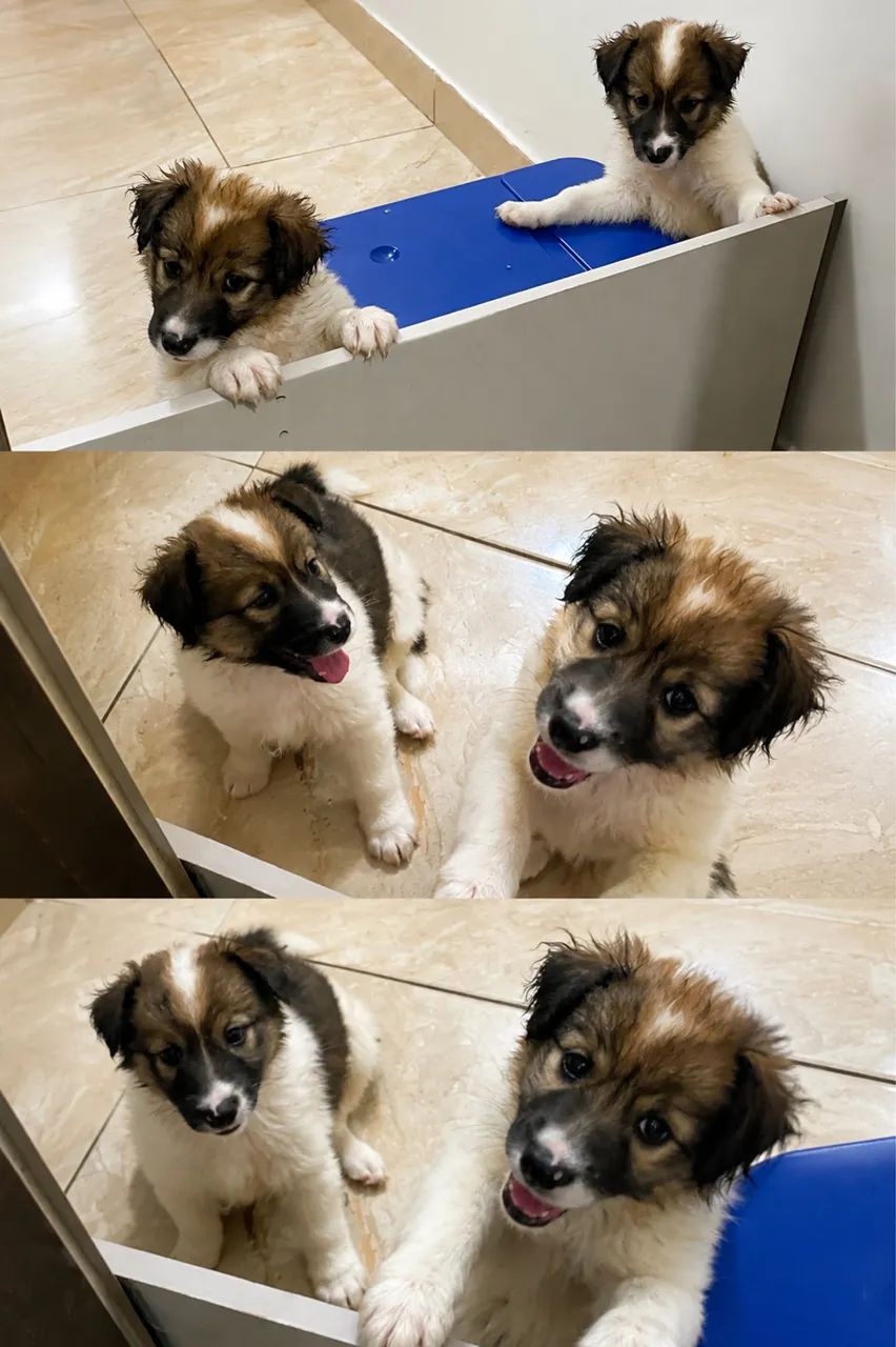 Border collie  - Foto 3