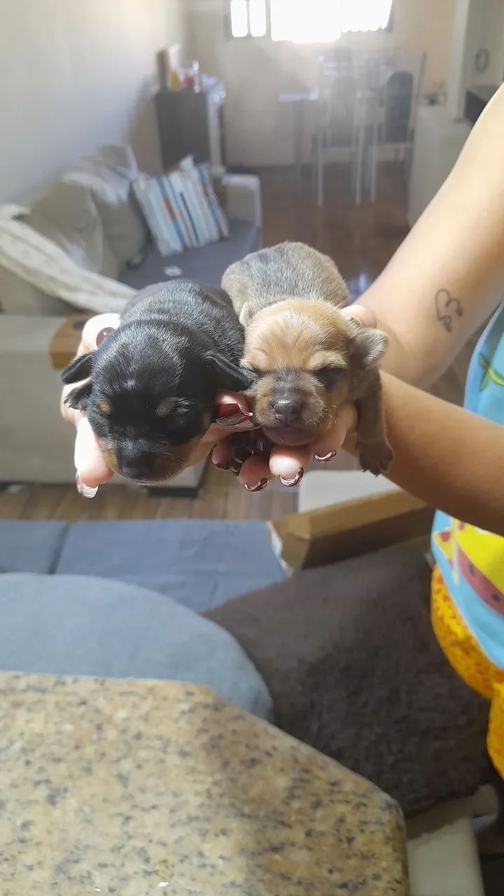 Vendo pinscher  - Foto 2
