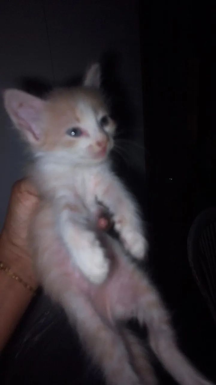 Gata - Foto 2
