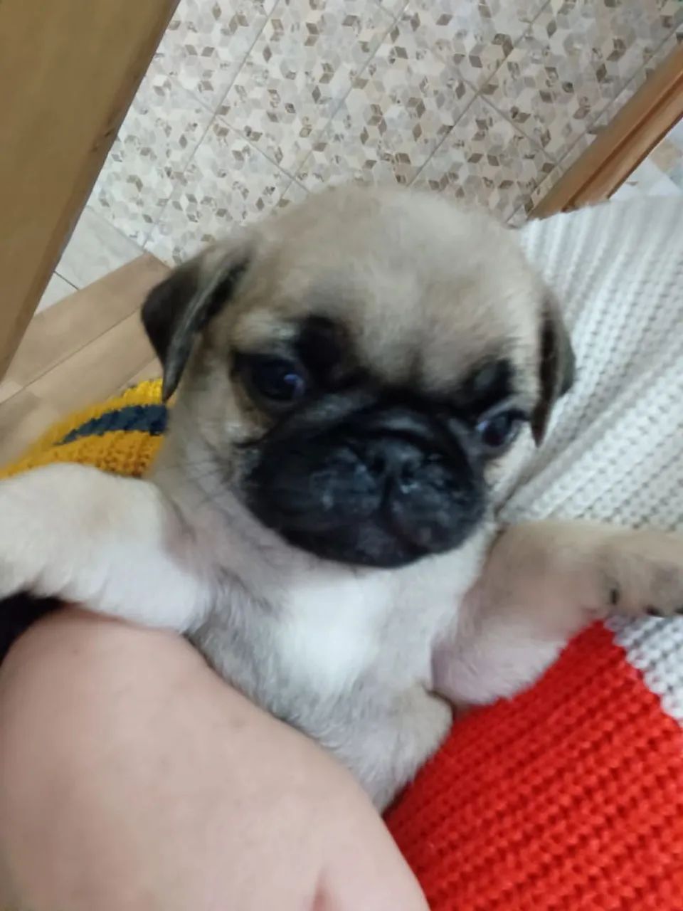Cachorro pug  - Foto 4