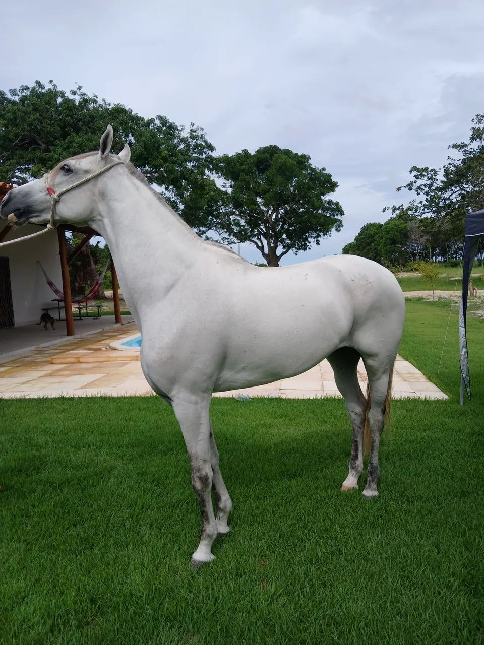 Cavalo Mangalarga Marchador - Foto 3