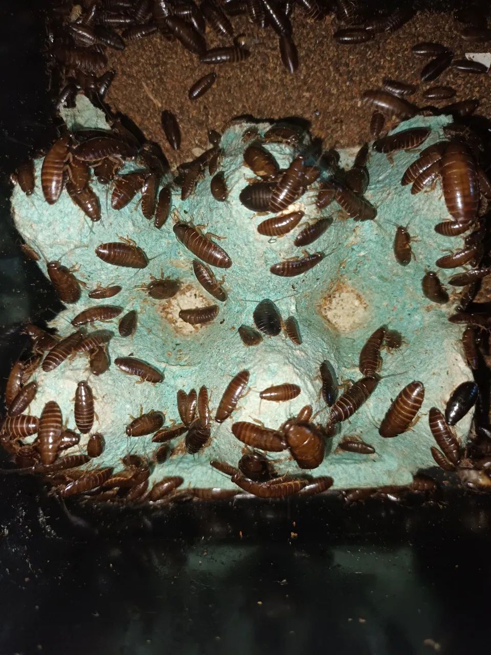 Baratas sinerea africana - Foto 2