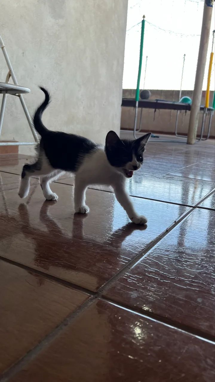 DOAÇÃO  - Foto 3