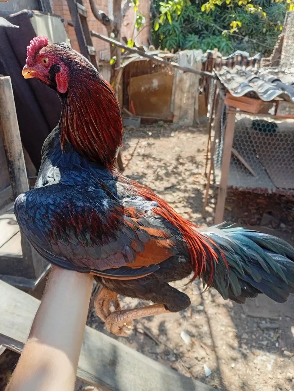 Frango índio cbt - Foto 2